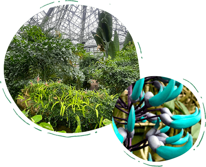 観賞植物園の温室と植物
