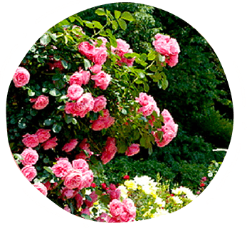 バラ園の花々
