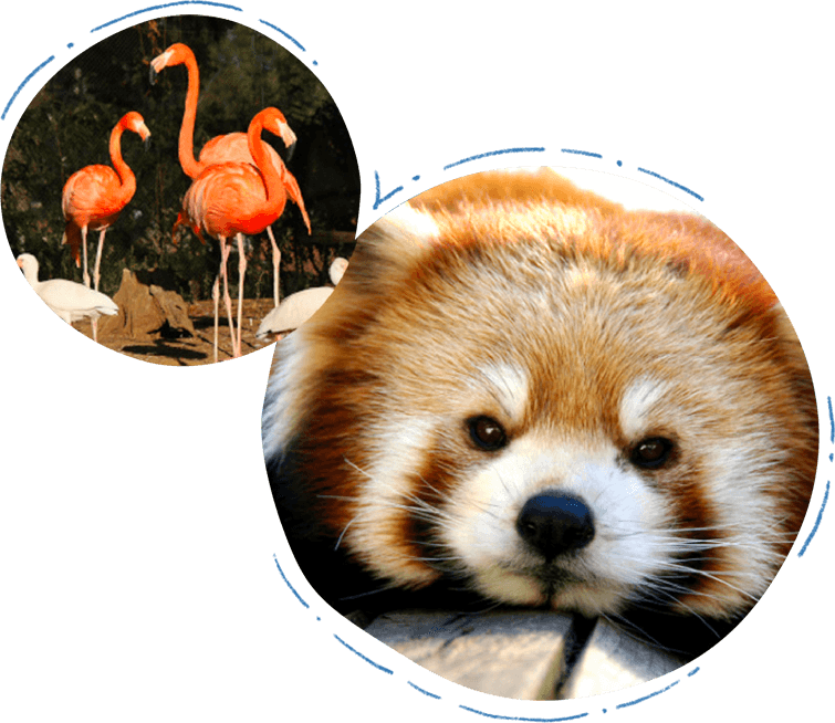 レッサーパンダとフラミンゴ