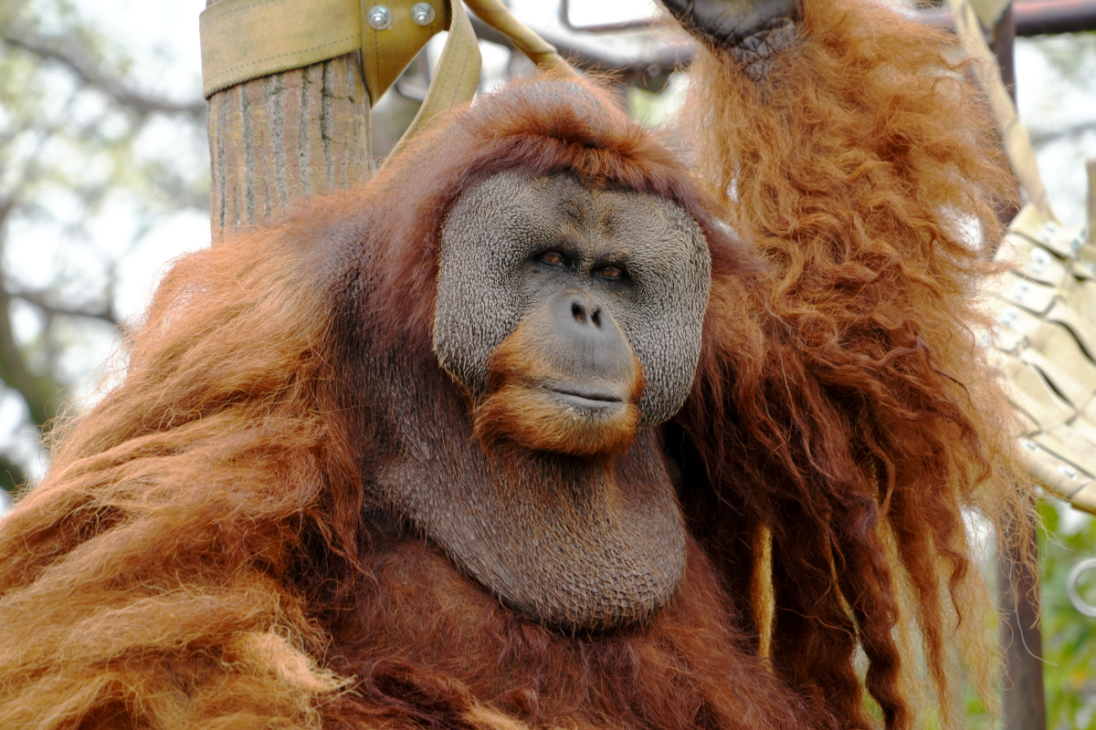 オランウータンのイーバン