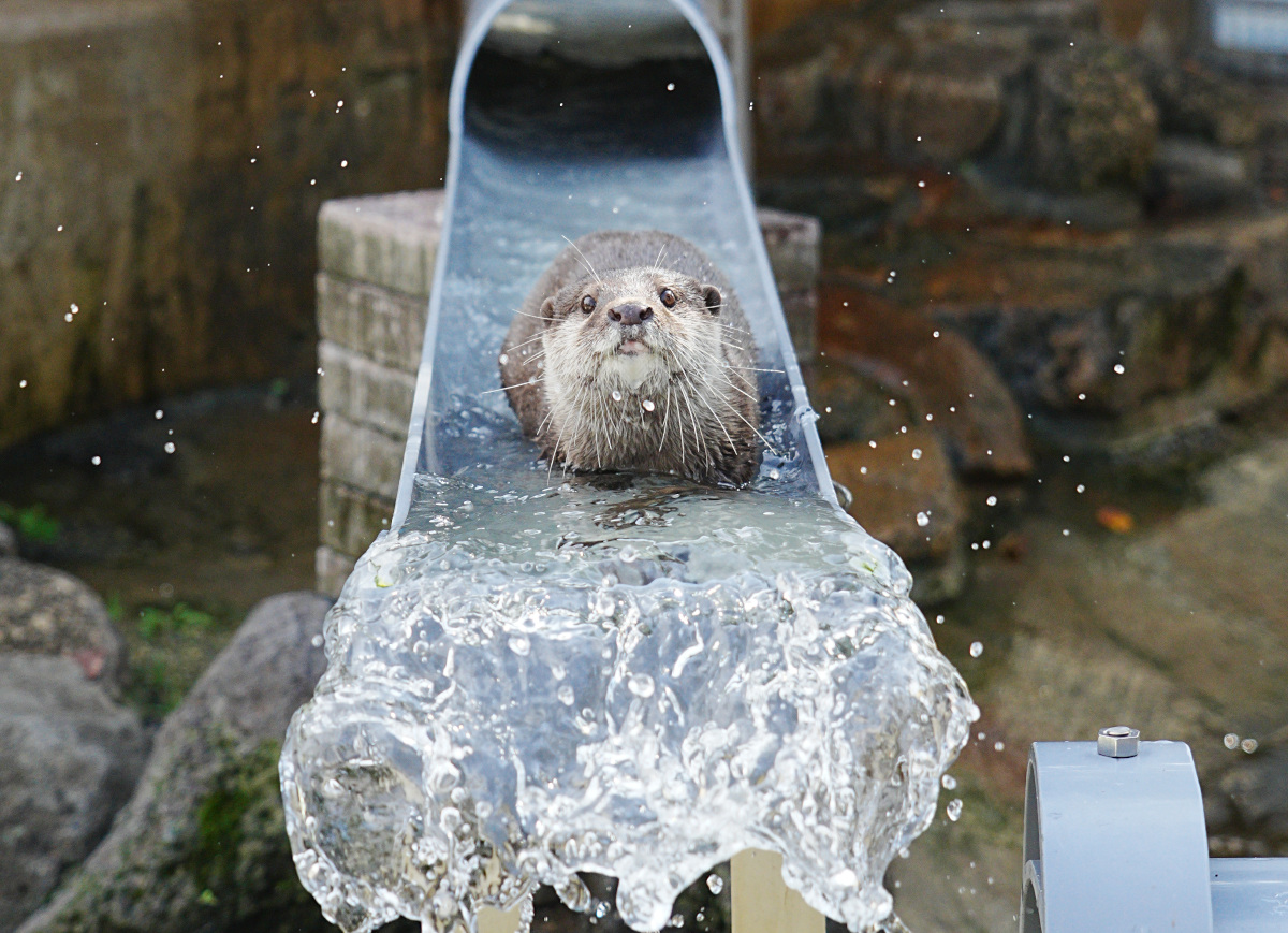 水しぶきの中のカワウソ